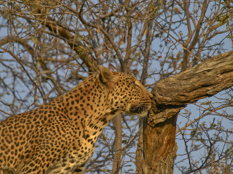 Amani Lodge, Leopard